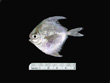 Juvenile Peprilus paru - Harvestfish, SEAMAP collections